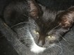 Kitten kater 6 maanden ontvlooid  ontwormt