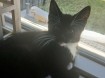 Kitten kater 6 maanden ontvlooid  ontwormt