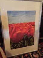 Fraaie foto bollenveld Tulpen groot ingelijst 