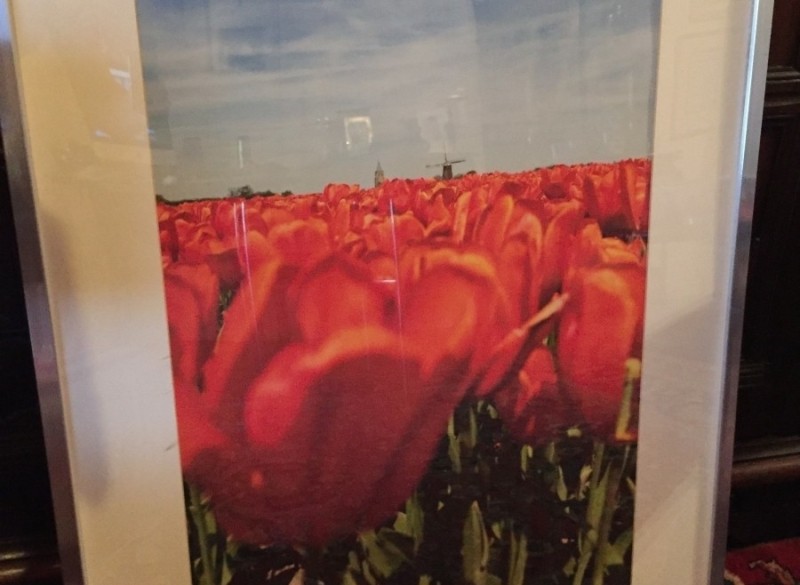 Fraaie foto bollenveld Tulpen groot ingelijst 