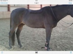 Scheren paard/ pony